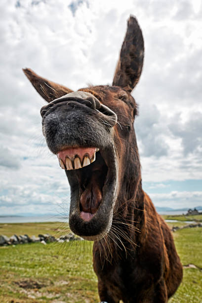 Animal