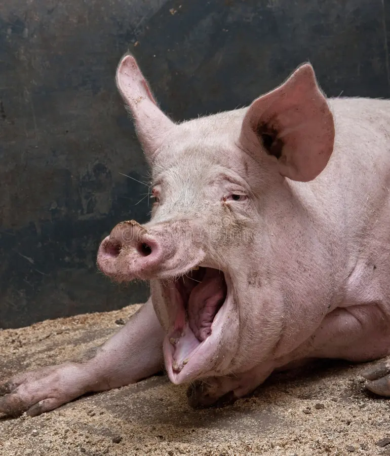 Pig